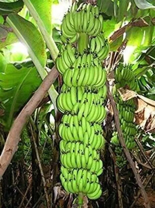 Banana_Plant_(Hybrid,_Pack_of_1)