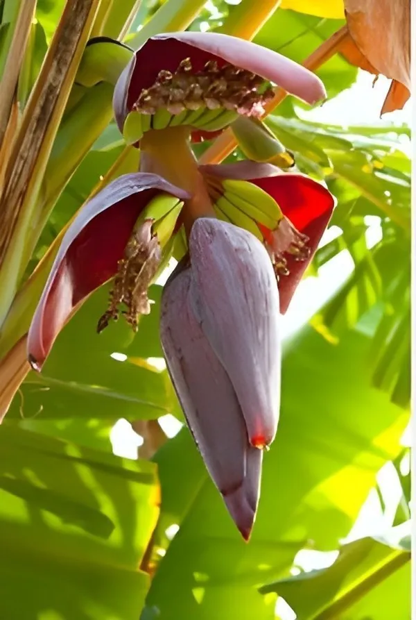 Banana_Plant_(Hybrid,_Pack_of_1)