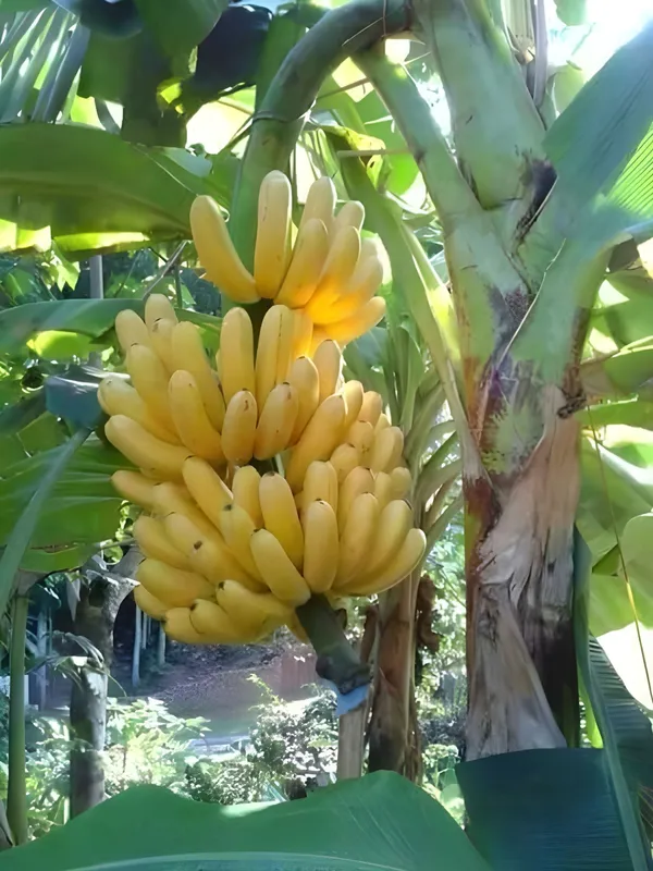 Banana_Plant_(Hybrid,_Pack_of_1)