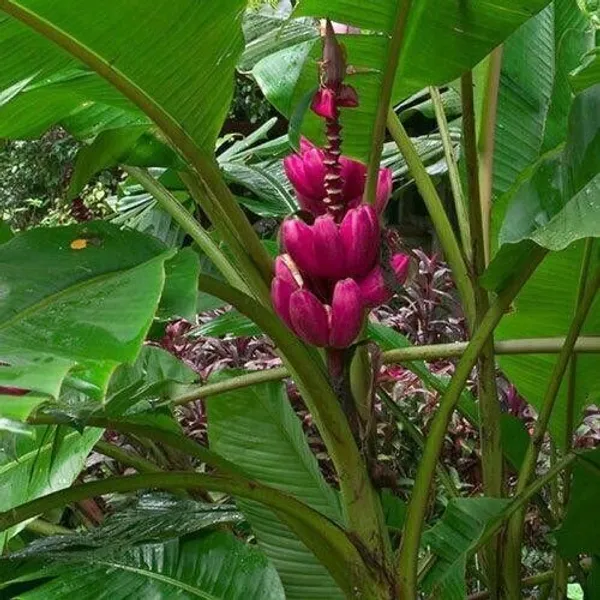 Banana_Plant_(Hybrid,_Pack_of_1)
