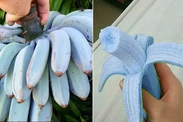 Banana_Plant_(Hybrid,_Pack_of_1)