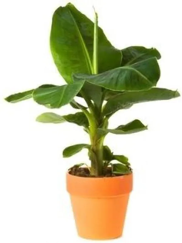 Banana_Plant_(Hybrid,_Pack_of_1)