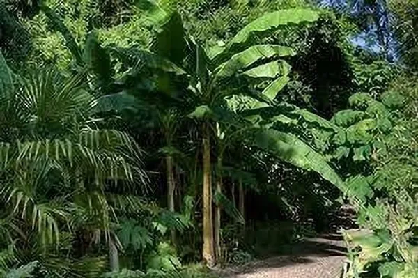 Banana_Plant_(Hybrid,_Pack_of_1)