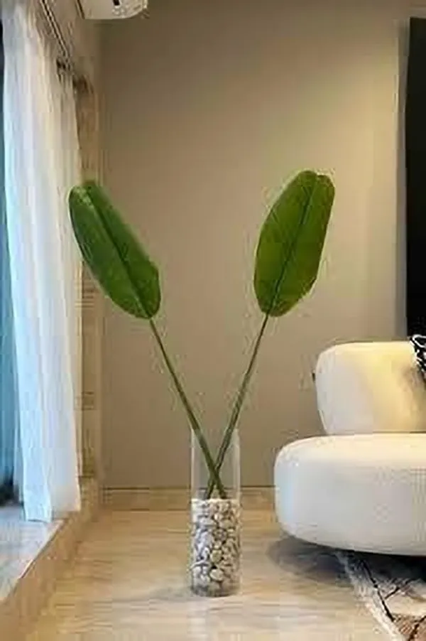 Banana_Plant_(Hybrid,_Pack_of_1)