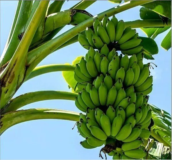 Banana_Plant_(Hybrid,_Pack_of_1)