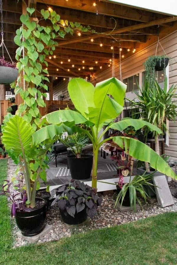 Banana_Plant_(Hybrid,_Pack_of_1)