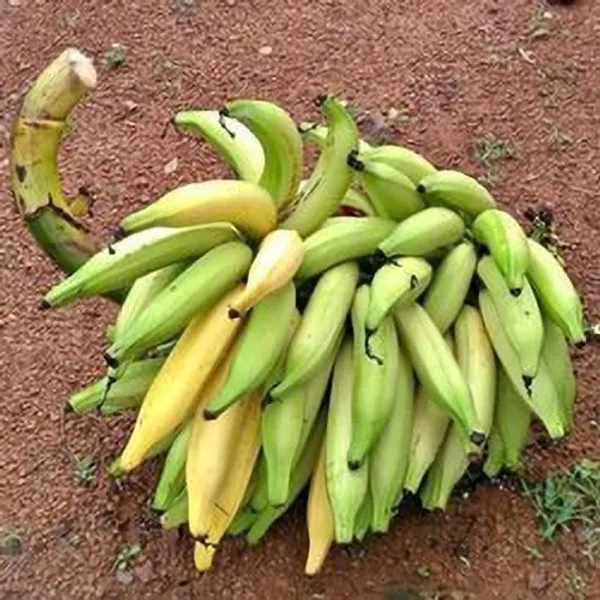 Banana_Plant_(Hybrid,_Pack_of_1)