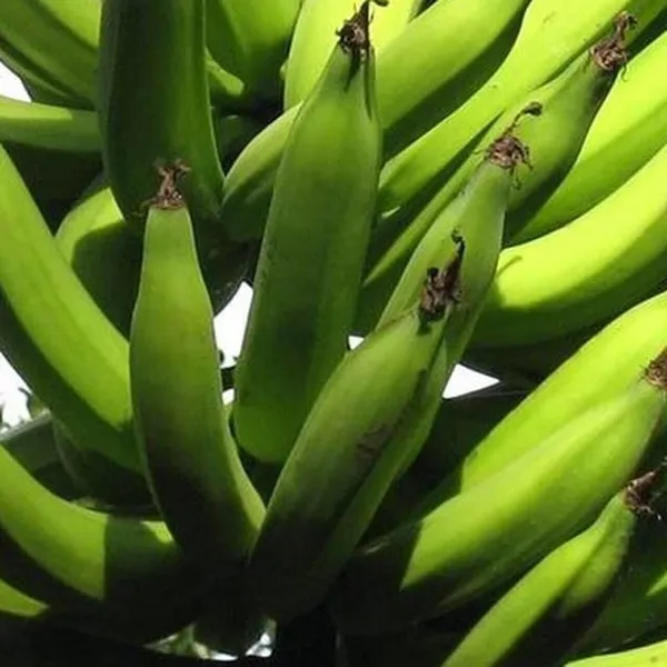 Banana_Plant_(Hybrid,_Pack_of_1)