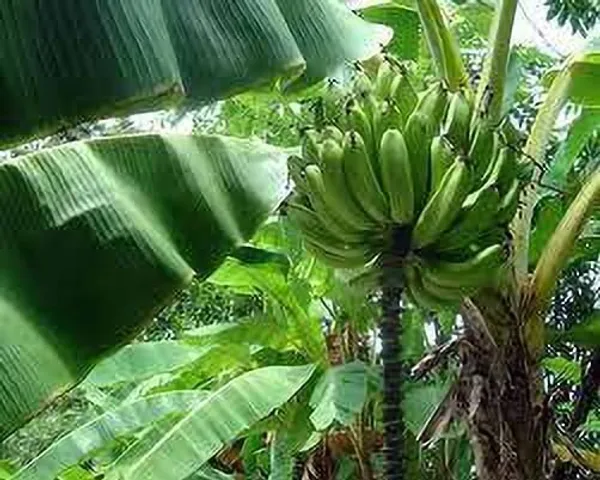 Banana_Plant_(Hybrid,_Pack_of_1)