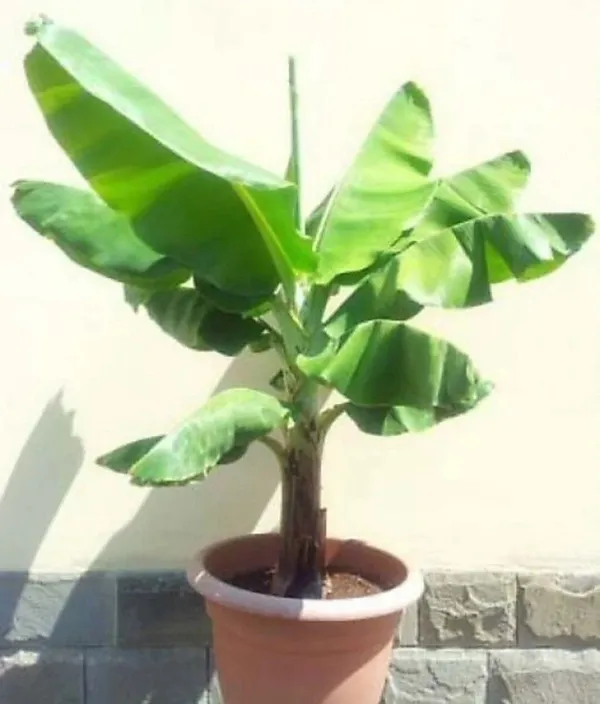 Banana_Plant_(Hybrid,_Pack_of_1)