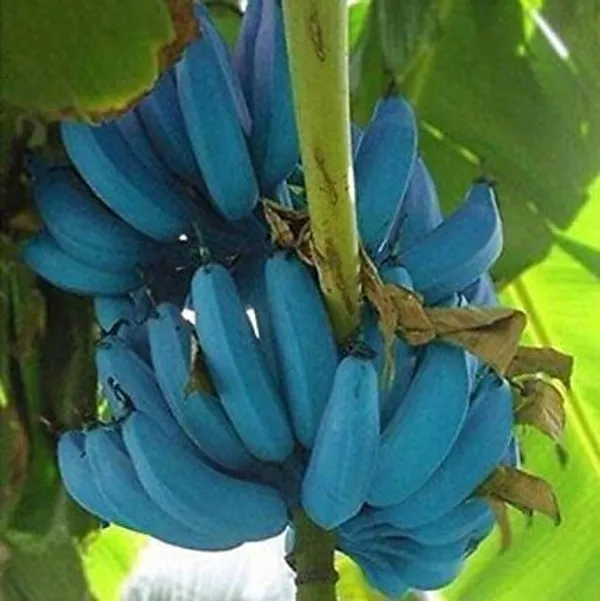 Banana_Plant_(Hybrid,_Pack_of_1)