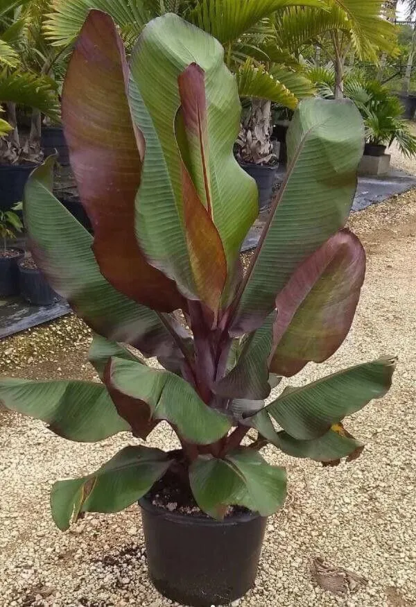 Banana_Plant_(Hybrid,_Pack_of_1)