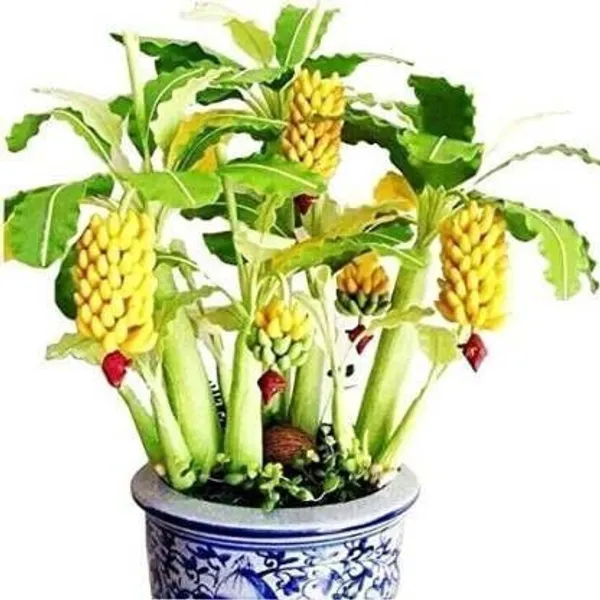 Banana_Plant_(Hybrid,_Pack_of_1)