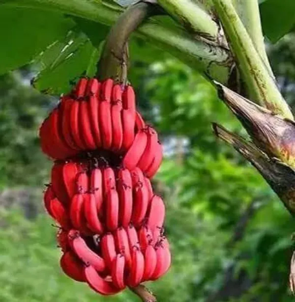 Banana_Plant_(Hybrid,_Pack_of_1)