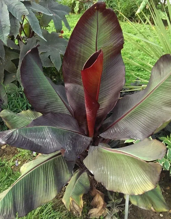 Banana_Plant_(Hybrid,_Pack_of_1)
