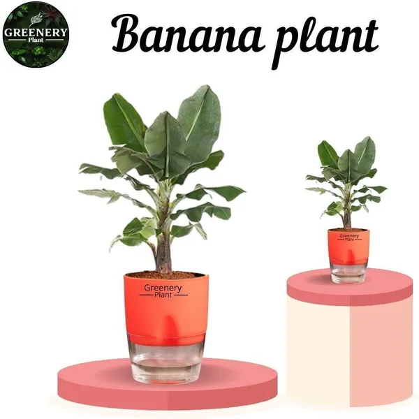 Banana_Plant_(Hybrid,_Pack_of_1)