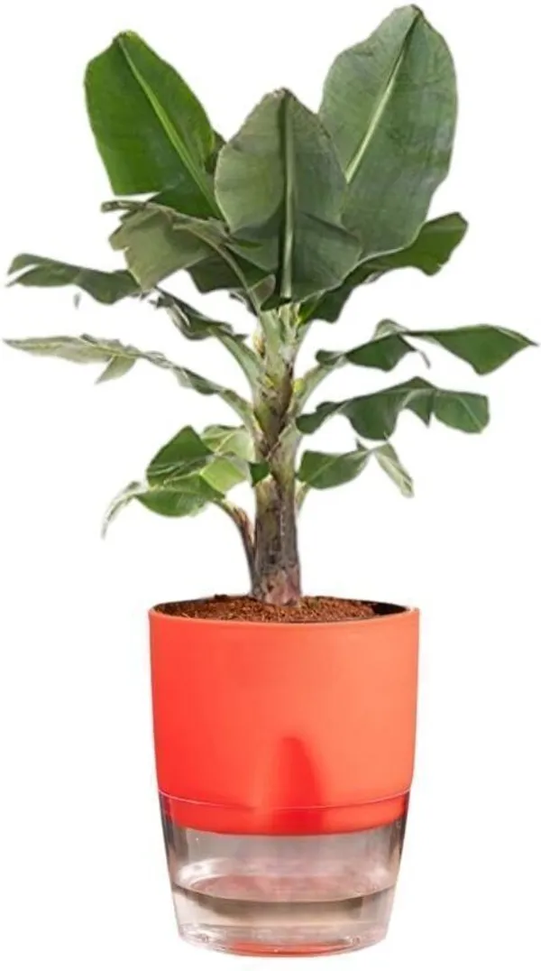 Banana_Plant_(Hybrid,_Pack_of_1)