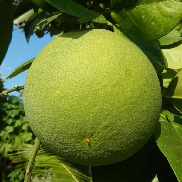 Pomelo_Plant_(Hybrid,_Pack_of_1)