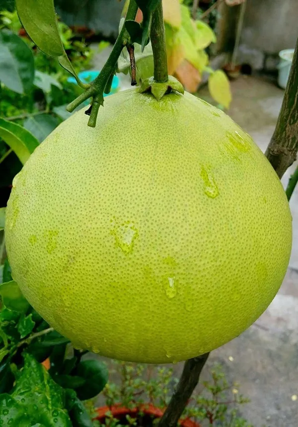 Pomelo_Plant_(Hybrid,_Pack_of_1)