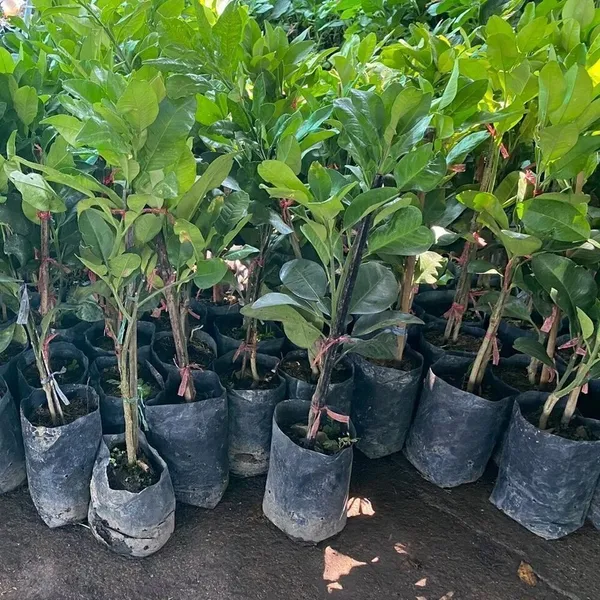 Pomelo_Plant_(Hybrid,_Pack_of_1)
