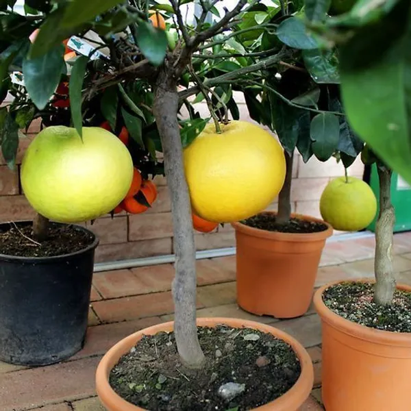 Pomelo_Plant_(Hybrid,_Pack_of_1)