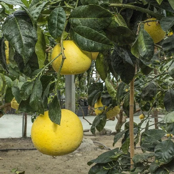 Sweet_Lemon_Plant_(Hybrid,_Pack_of_1)