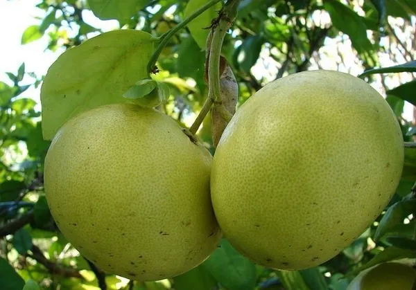 Sweet_Lemon_Plant_(Hybrid,_Pack_of_1)