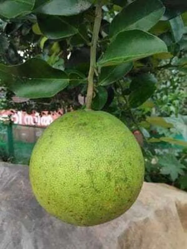 Sweet_Lemon_Plant_(Hybrid,_Pack_of_1)