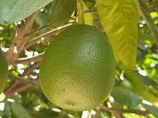 Pomelo_Plant_(Hybrid,_Pack_of_1)