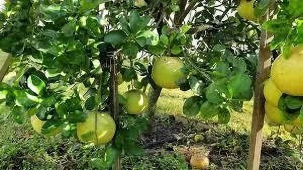 Pomelo_Plant_(Hybrid,_Pack_of_1)