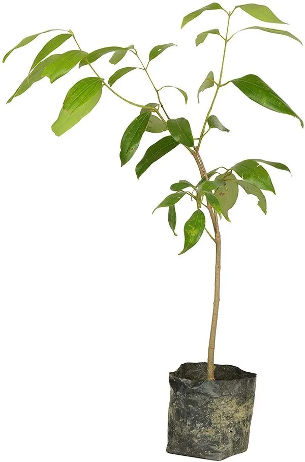 Bay_Leaf_Plant_(Hybrid,_Pack_of_1)
