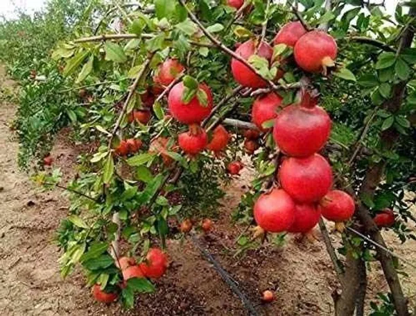 Pomegranate_Plant_(Hybrid,_Pack_of_1)