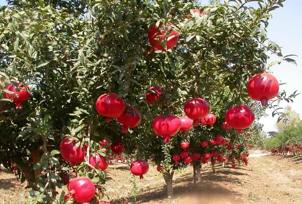Pomegranate_Plant_(Hybrid,_Pack_of_1)