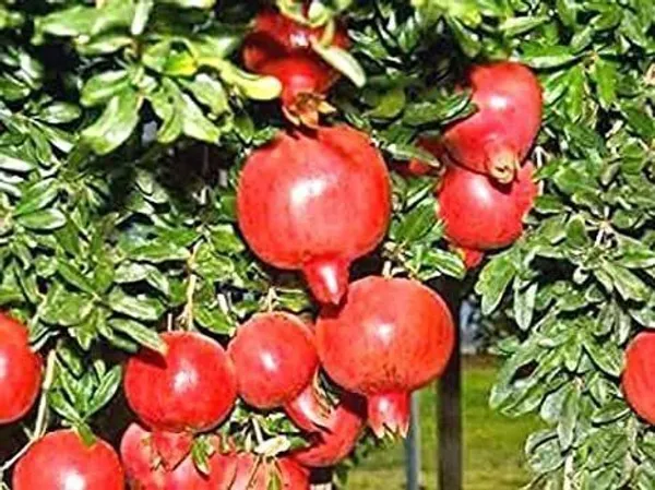 Pomegranate_Plant_(Hybrid,_Pack_of_1)