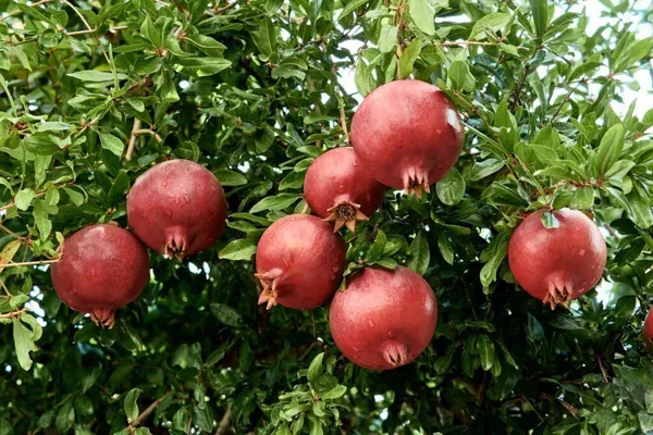 Pomegranate_Plant_(Hybrid,_Pack_of_1)
