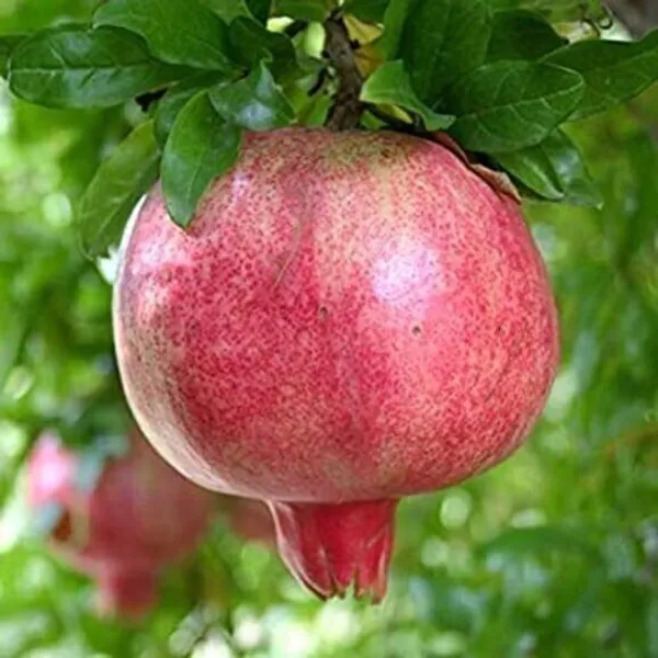 Pomegranate_Plant_(Hybrid,_Pack_of_1)
