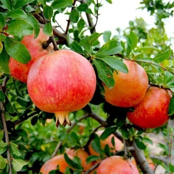Pomegranate_Plant_(Hybrid,_Pack_of_1)