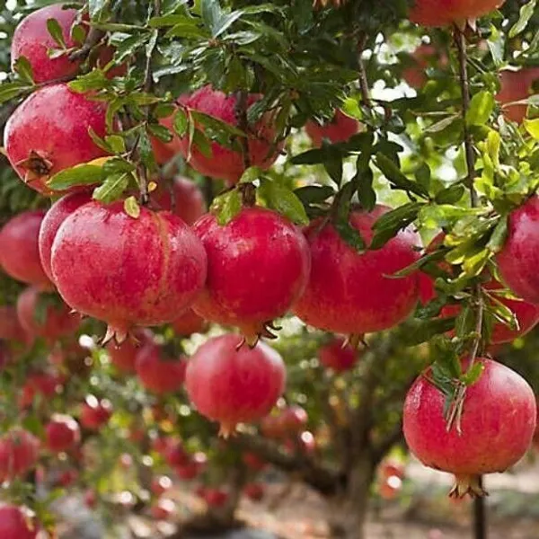 Pomegranate_Plant_(Hybrid,_Pack_of_1)