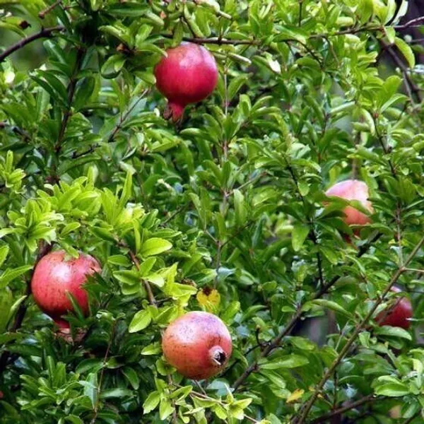 Pomegranate_Plant_(Hybrid,_Pack_of_1)