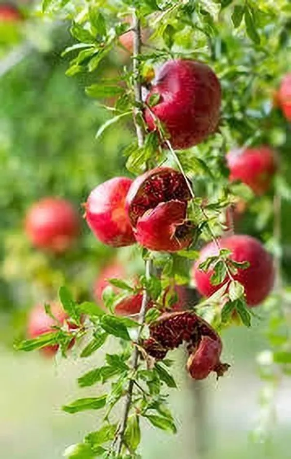Pomegranate_Plant_(Hybrid,_Pack_of_1)