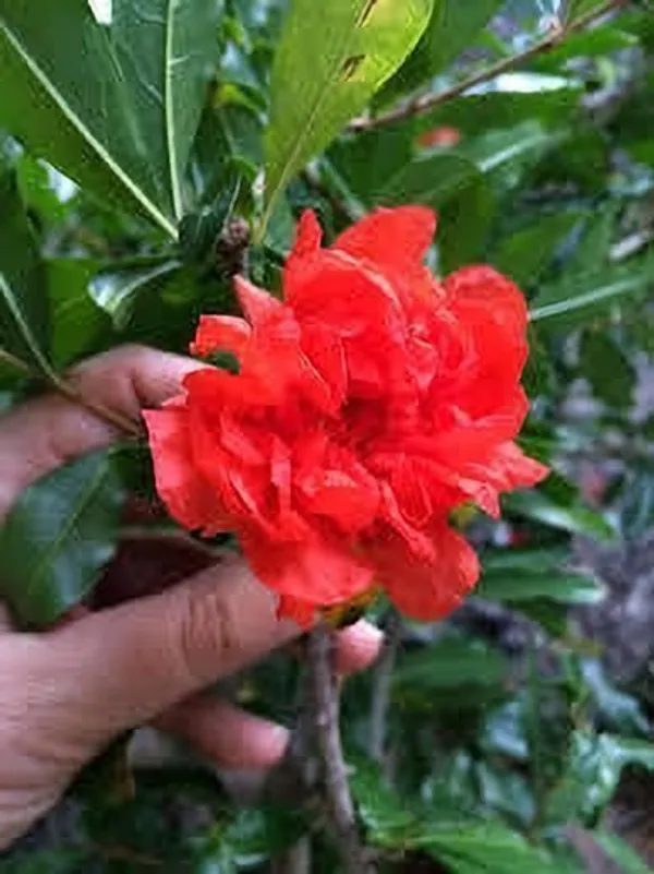 Pomegranate_Plant_(Hybrid,_Pack_of_1)