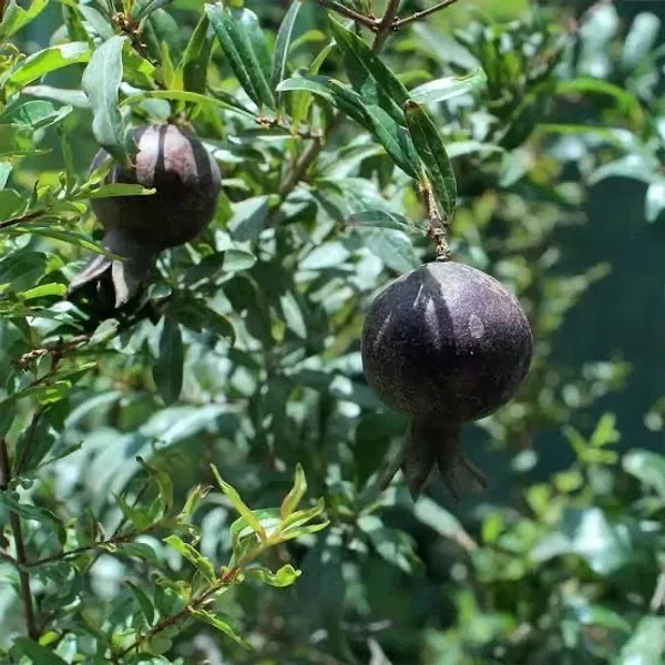 Pomegranate_Plant_(Hybrid,_Pack_of_1)