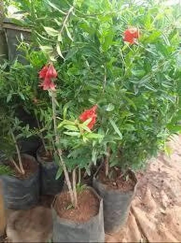 Pomegranate_Plant_(Hybrid,_Pack_of_1)
