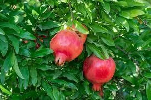 Pomegranate_Plant_(Hybrid,_Pack_of_1)