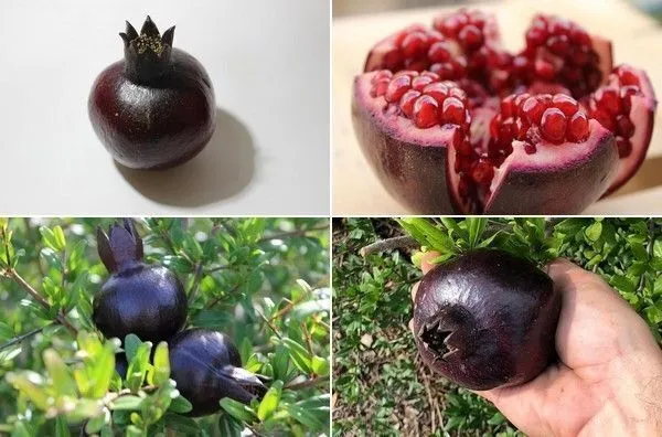 Pomegranate_Plant_(Hybrid,_Pack_of_1)