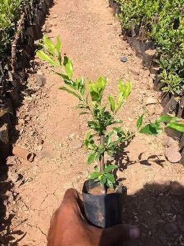 Pomegranate_Plant_(Hybrid,_Pack_of_1)