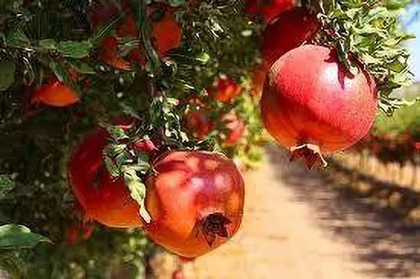 Pomegranate_Plant_(Hybrid,_Pack_of_1)
