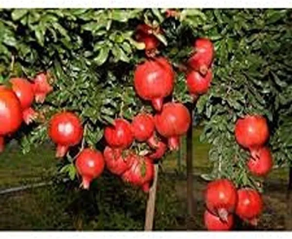 Pomegranate_Plant_(Hybrid,_Pack_of_1)