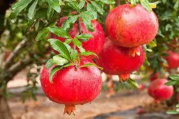 Pomegranate_Plant_(Hybrid,_Pack_of_1)