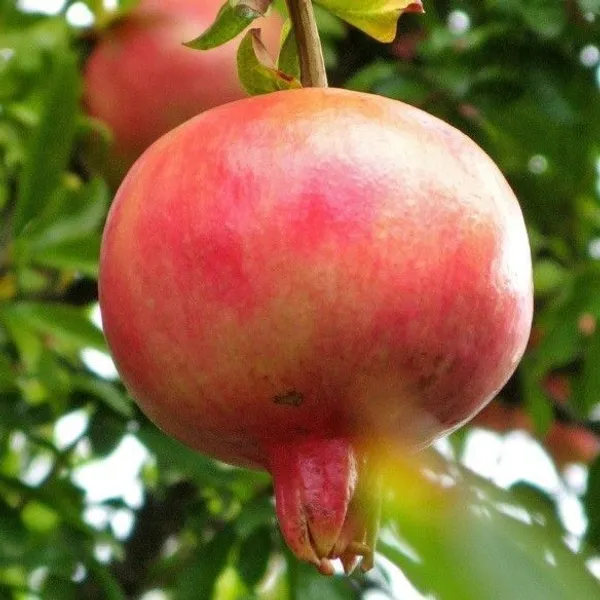 Pomegranate_Plant_(Hybrid,_Pack_of_1)